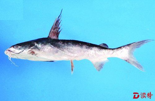 外形与沙毛鱼较为相似,只是沙毛鱼后半段是鳗鱼一般的尾鳍,而成仔鱼是