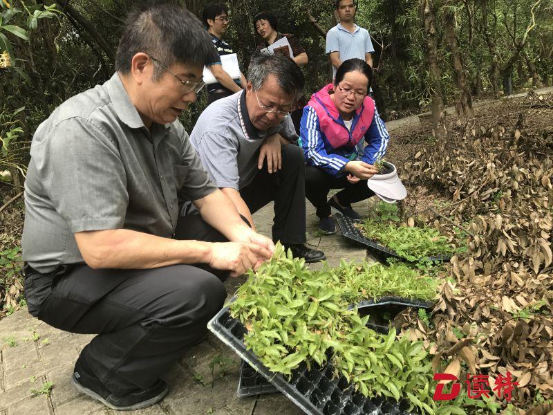 国家兰科中心​从兰科植物中挖出大“金矿” 