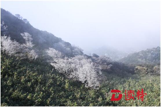 雾凇、长臂猿、黄颊山雀......大美中国背后有他们的努力