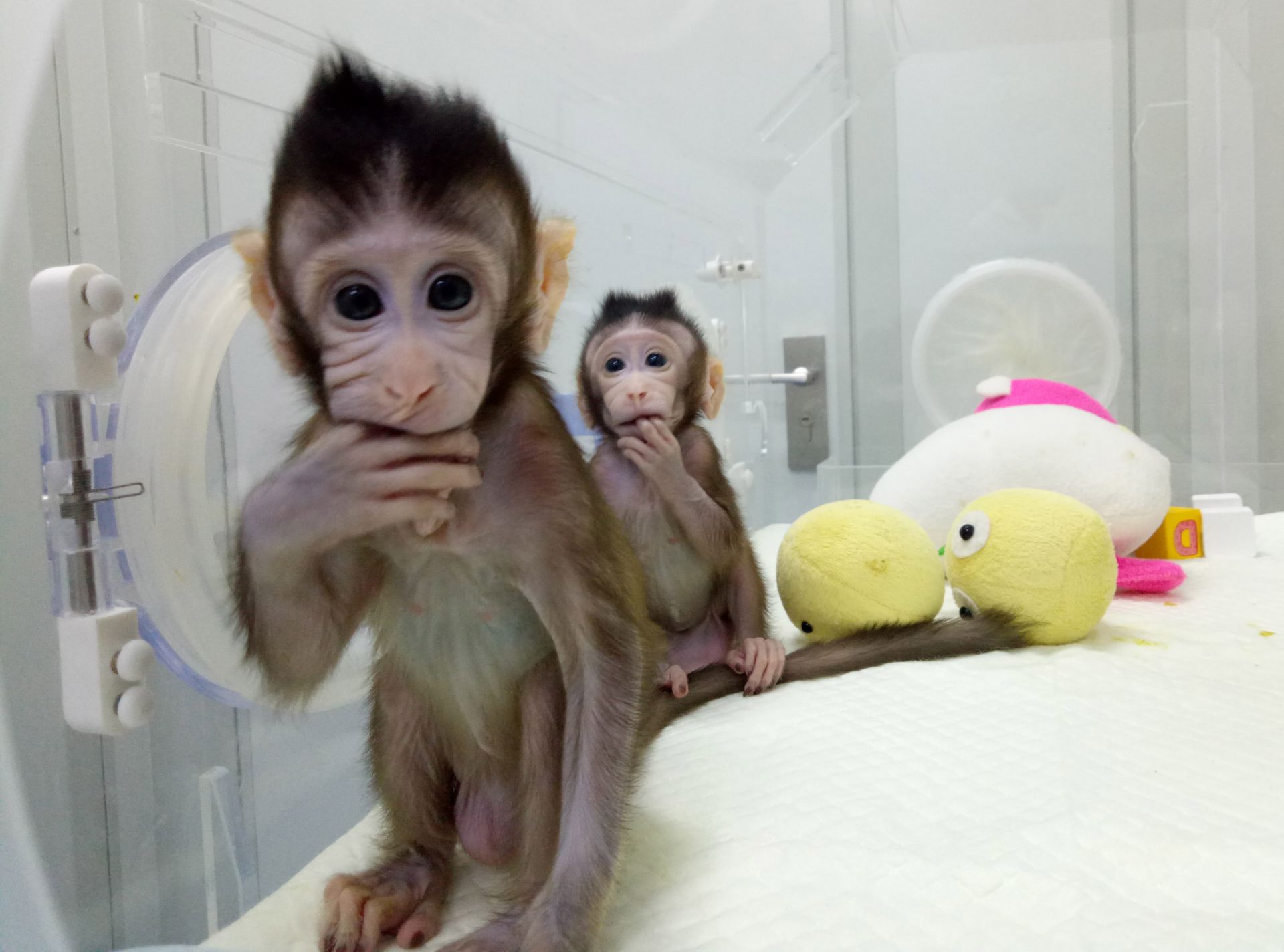 了不起！首个体细胞克隆猴诞生！我们改写克隆史！（附视频）|克隆|孙强|灵长类动物_新浪新闻