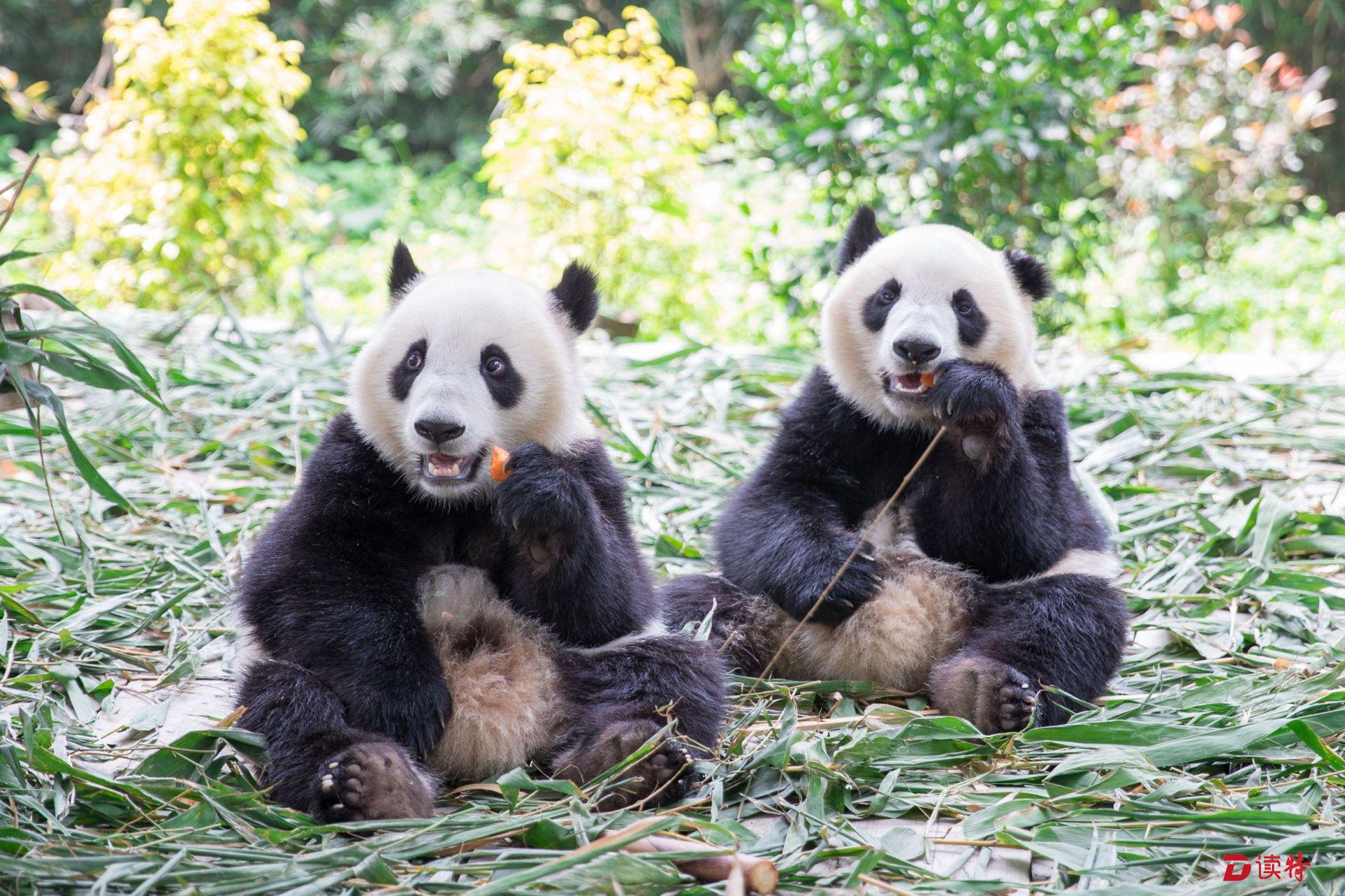 萌萌哒长隆野生动物世界出生的大熊猫双胞胎独立生活啦