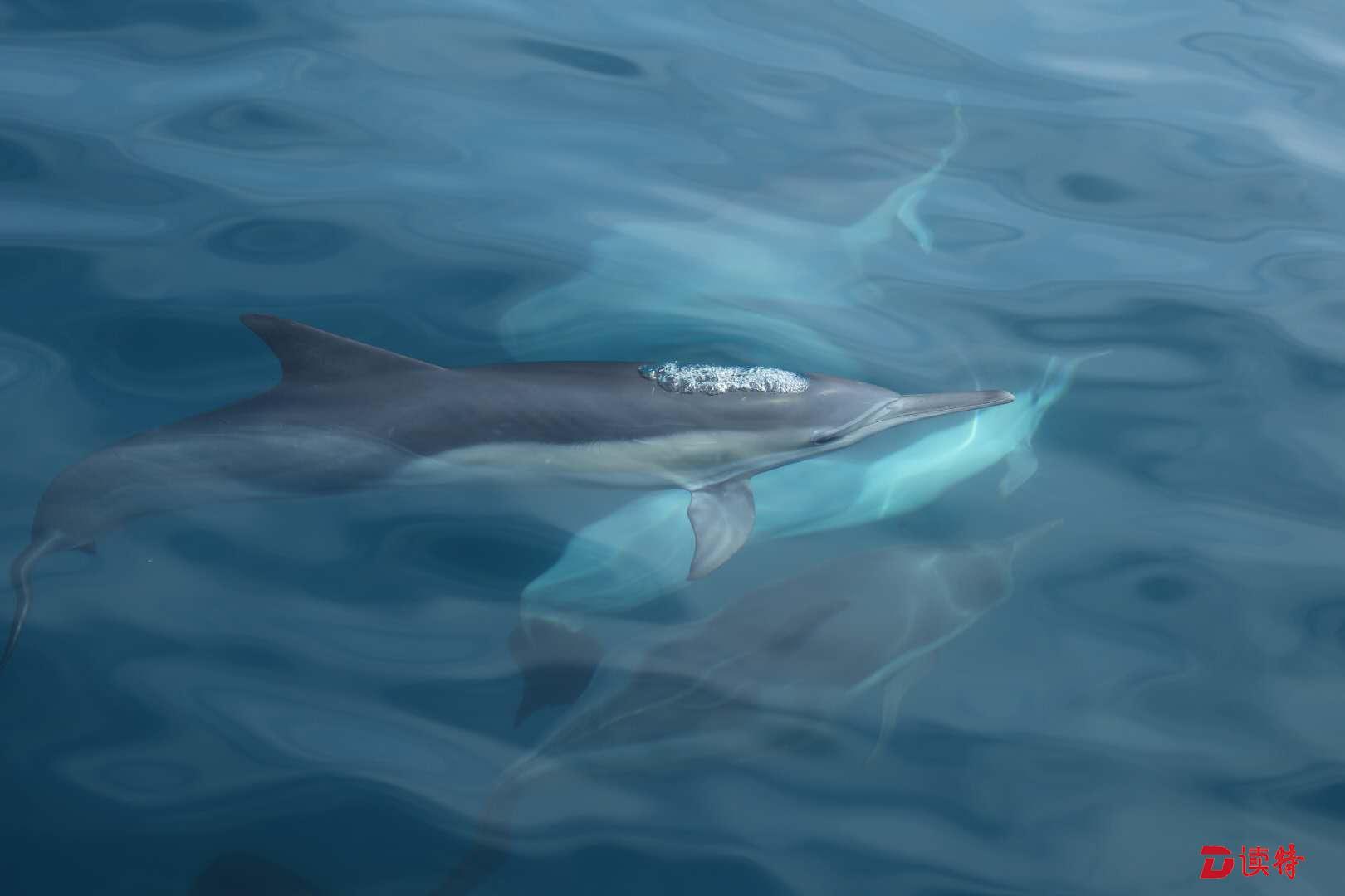 海豚 免费图片 - Public Domain Pictures