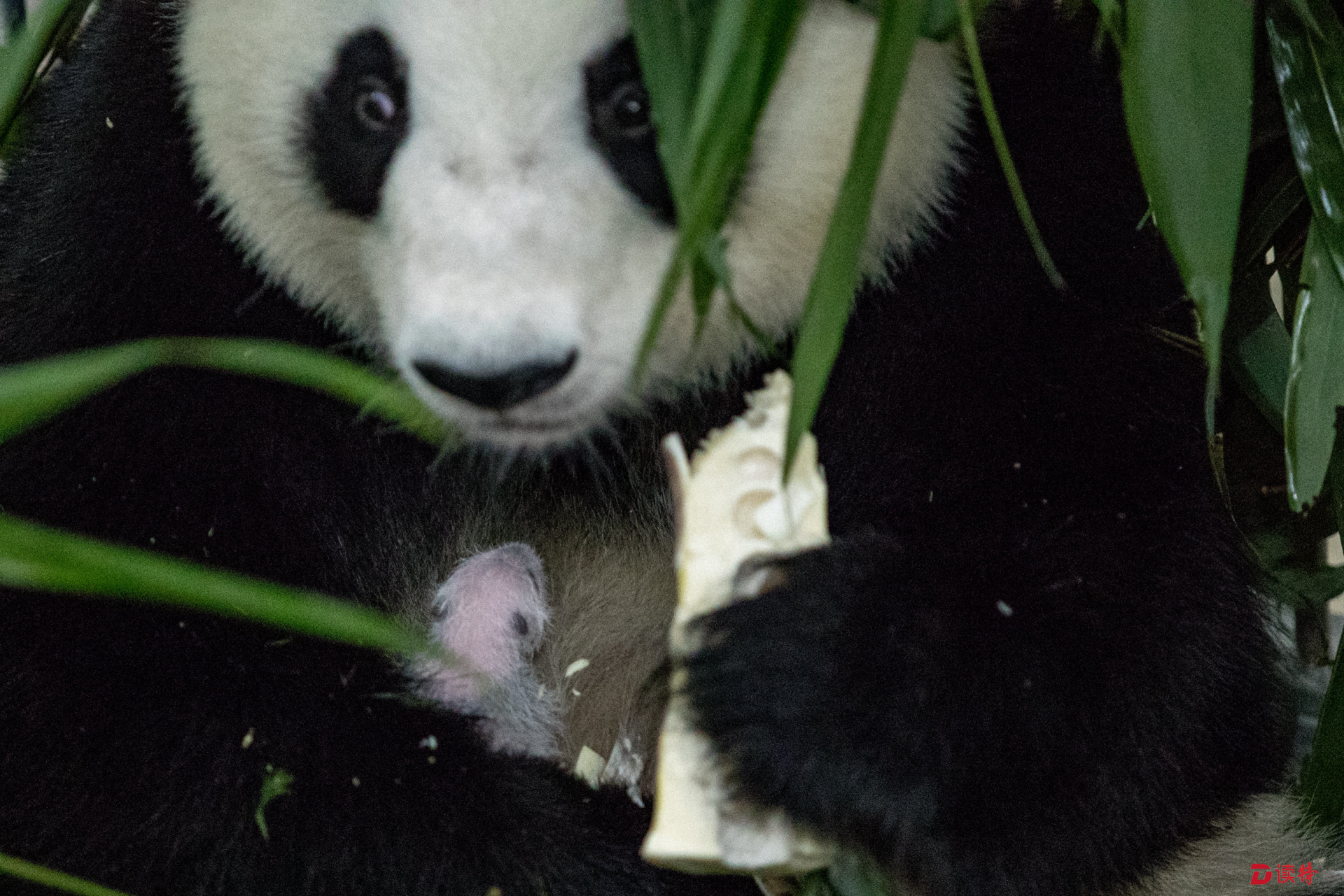 大熊猫宝宝有了新名字-搜狐
