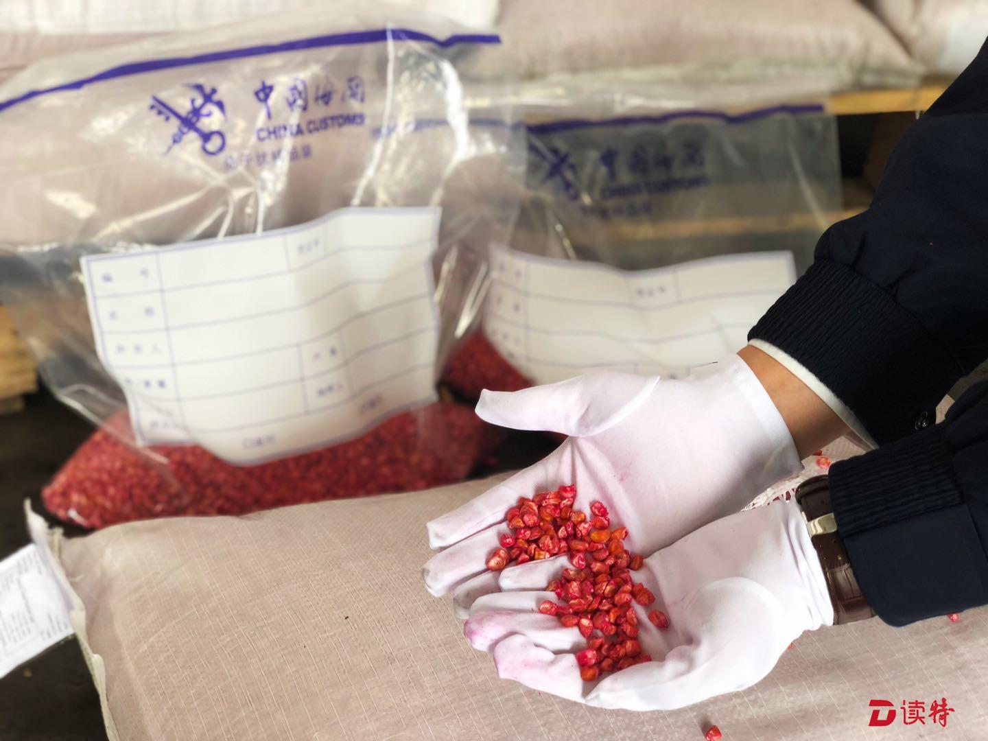 深圳口岸截获4.8吨原产于泰国的甜玉米种子