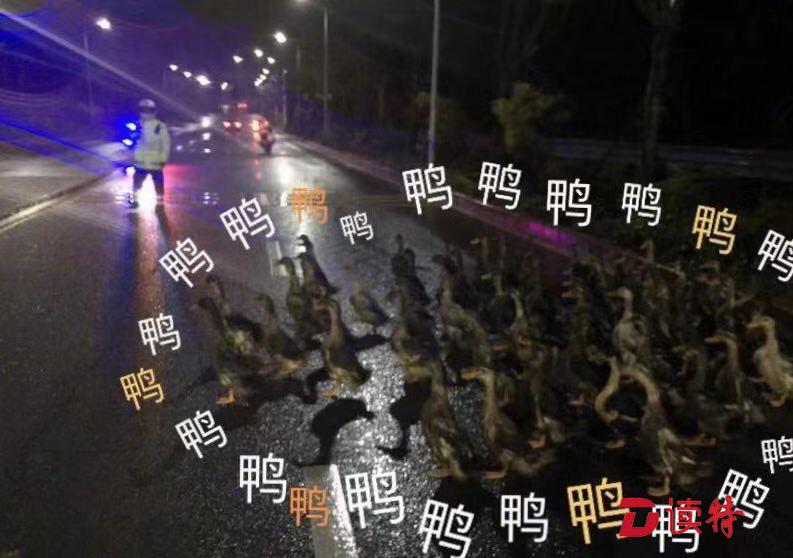 读特警视｜门前大路上跑着一群鸭 交警蜀黍数一数……