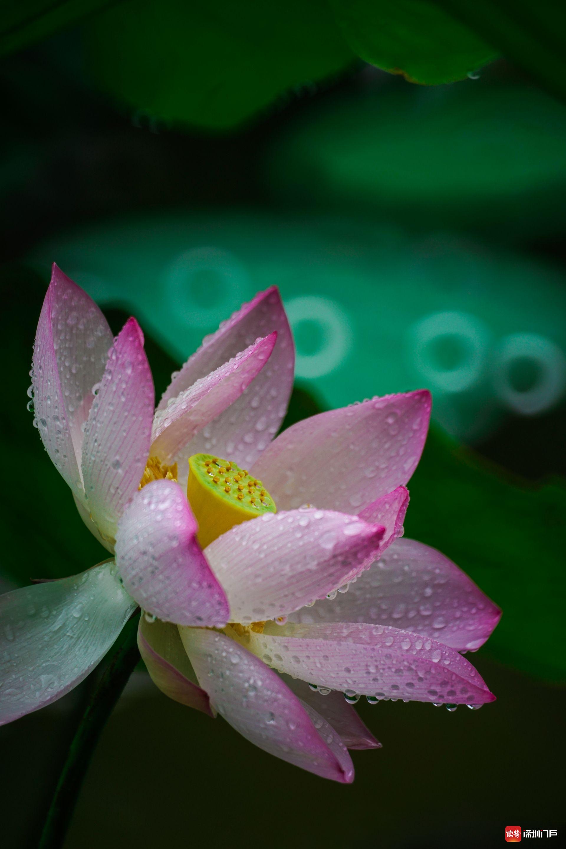 高清美图 | 领略荷塘光影之美，感悟美好的云游时光