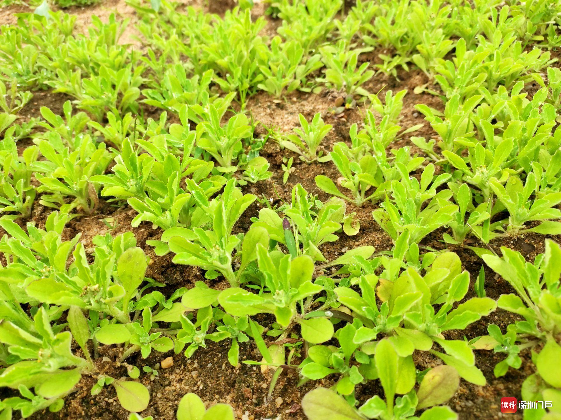 艾草刚发芽的图片图片