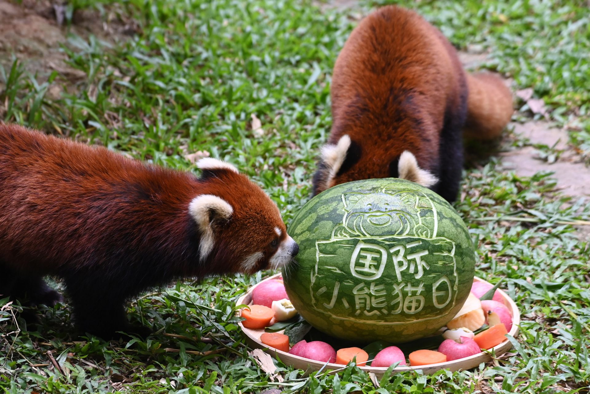 国际小熊猫日 深圳野生动物园小熊猫享用节日大餐